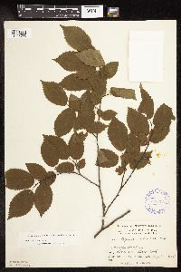Carpinus caroliniana image
