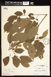 Carpinus caroliniana image