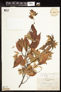 Carpinus caroliniana image