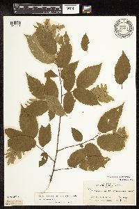 Carpinus caroliniana image