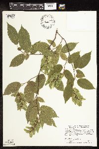 Carpinus caroliniana image