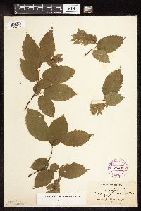 Carpinus caroliniana image