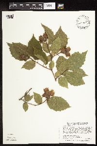 Corylus americana image