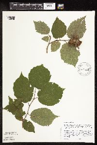 Corylus americana image