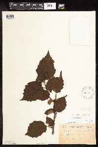 Corylus americana image