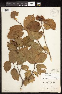 Corylus americana image