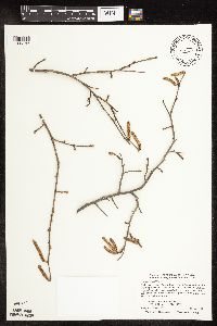 Corylus americana image