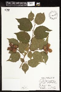 Corylus americana image