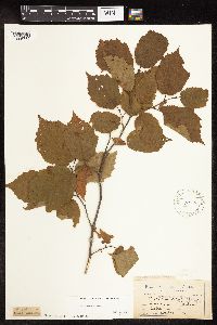 Corylus americana image