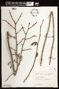 Corylus americana image
