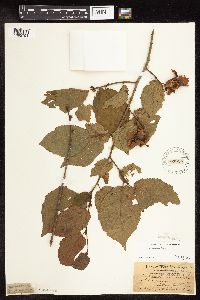 Quercus macrocarpa image