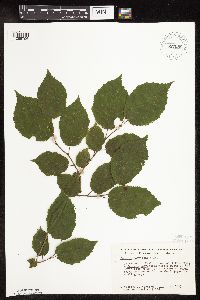 Corylus americana image