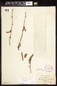 Corylus americana image
