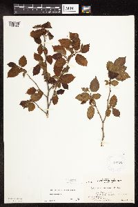 Corylus americana image