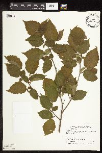 Corylus americana image