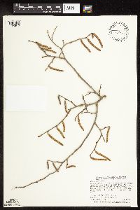 Corylus americana image