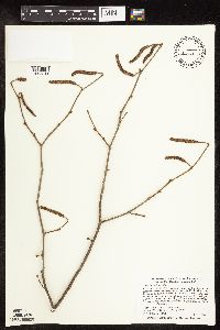 Corylus americana image