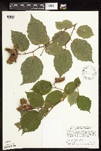Corylus americana image