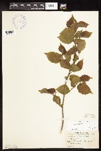 Corylus americana image