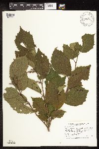 Corylus americana image