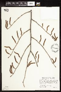 Corylus americana image