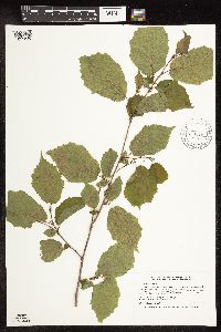 Corylus americana image