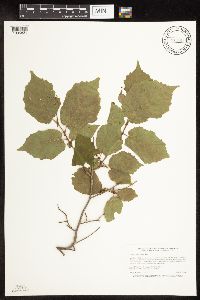 Corylus americana image