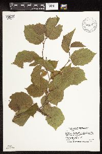 Corylus americana image