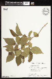 Corylus americana image