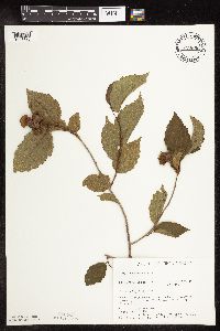 Corylus americana image