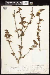 Corylus americana image