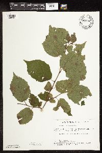 Corylus americana image