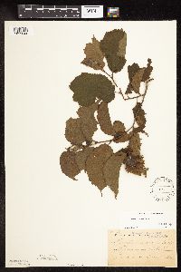 Corylus americana image