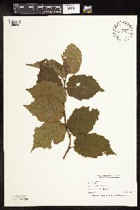 Corylus americana image