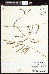 Corylus americana image