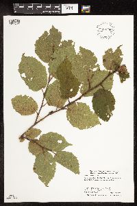 Corylus americana image