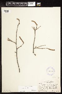 Corylus americana image