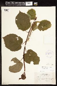 Corylus americana image