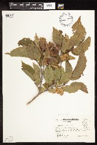 Corylus americana image