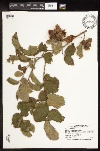Corylus americana image