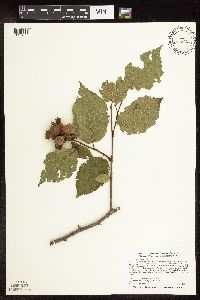 Corylus americana image