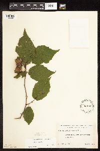 Corylus americana image