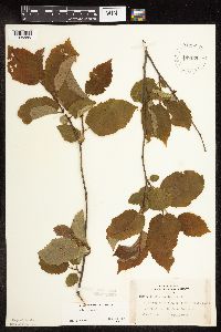 Corylus americana image