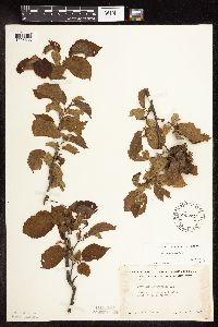 Corylus americana image