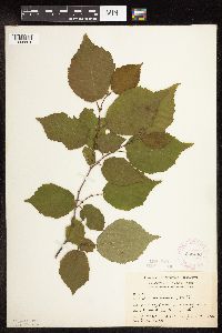 Corylus americana image