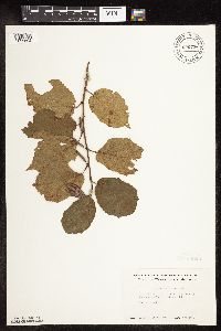 Corylus americana image