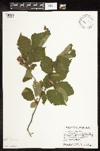Corylus americana image