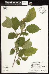 Corylus americana image