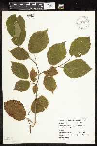 Corylus americana image