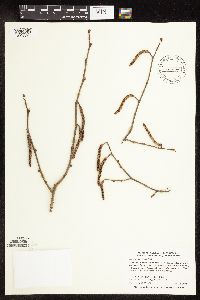 Corylus americana image
